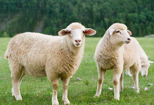 娱乐吃瓜酱羊羊