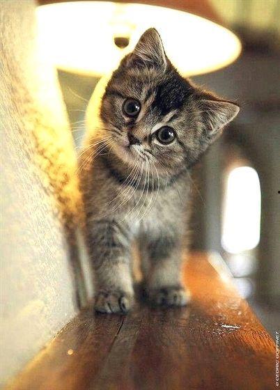 娱乐吃瓜酱小奶猫